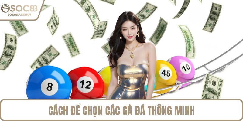 Cách để chọn các gà đá thông minh