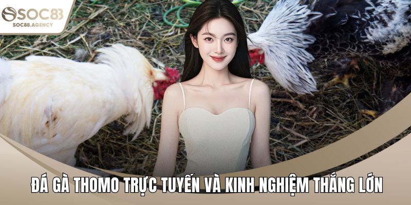 Đá gà Thomo